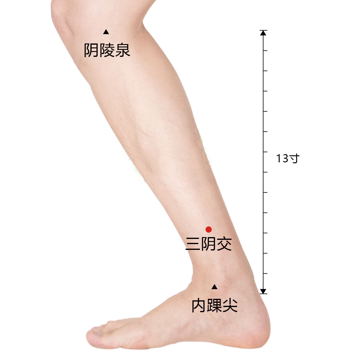 三阴交